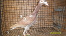 SAM_0495
