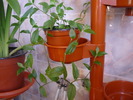 P1020611