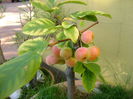 Mar decorativ