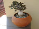 Euphorbia suzannae-marnierae