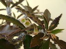 Euphorbia suzannae-marnierae