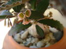 Euphorbia suzannae-marnierae
