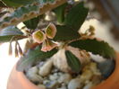 Euphorbia suzannae-marnierae