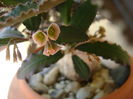 Euphorbia suzannae-marnierae