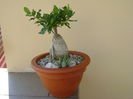 Fockea edulis