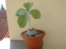 Sinningia leucotricha