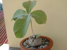 Sinningia leucotricha