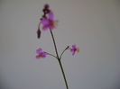 Talinum paniculatum