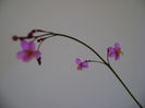 Talinum paniculatum