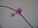 Talinum paniculatum