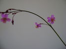 Talinum paniculatum