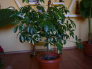 schefflera