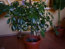 schefflera