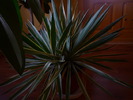 yuca