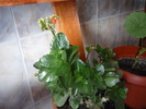 kalanchoe