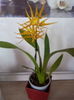 Floare Cambria