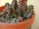 Huernia zebrina v. magniflora, boboc
