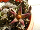 Piaranthus geminatus v. foetidus