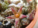 Piaranthus geminatus v. foetidus