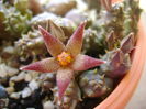 Piaranthus geminatus v. foetidus