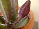 Stapelia grandiflora, boboc