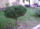 Pin altoit