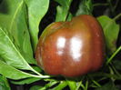 ardei gras Beauty Chocolate