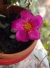 portulaca oleracea