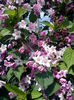 weigela2