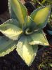 Agave potatorum medio picta