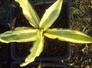 agave desmetiana joe hoak