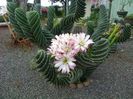 cereus spiralis