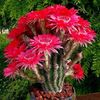 echinopsis