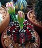 gymnocalycium mihanovichii