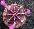 gymnocalycium mihanovichii2