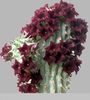 huernia