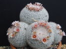 Mammillaria_candida