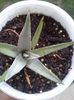 agave ghiesbreghtii