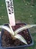 ingens striata