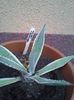 Agave ingens cv marginata