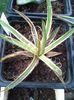 agave leopoldii marginata