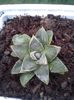 agave filifera compacta