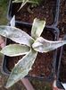 agave parrasana variegata