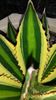 Agave lophantha quadricolor