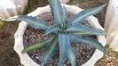 Agave Protoamericana Mediopicta Lemon Lime