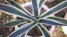 Agave americana white yellow marginata