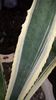 Agave americana white yellow