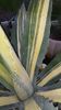 Agave americana aurea striata