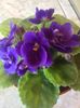 floare violeta