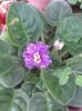 Violeta Podvedechnaja